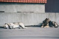 Two dogs laying down together against a concrete gray wall Royalty Free Stock Photo
