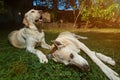 Two dogs laying on grass background Royalty Free Stock Photo