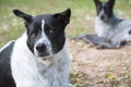 Two dogs laying on the ground. Royalty Free Stock Photo