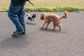 Two dogs on leads meeting. One has his back arched in caution or apprehension. The legs of a man can be seen Royalty Free Stock Photo