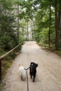 two dogs on a leash are walking along a path through the forest Royalty Free Stock Photo