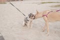 Two dogs on leashes interact by smelling each other while at a beach. A Shih Tzu and an Aspin dog meeting each other