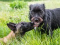 Two dogs licking each other, example of dog behavior, communication between two dogs