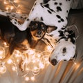 Two dogs lie in an embrace on the bed