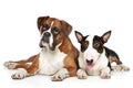 Two dogs lie on a white background Royalty Free Stock Photo