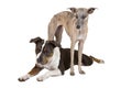 Two dogs listen Royalty Free Stock Photo