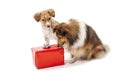 Two dogs looking at gift box Royalty Free Stock Photo