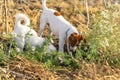 Two dogs are looking for mice hole.