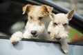 Two dogs are looking out of car window. Two pets in transport. Animal in car
