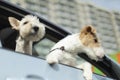 Two dogs are looking out of car window. Two pets in transport. Animal in car