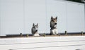 Two dogs looking up behind a fence.. Royalty Free Stock Photo