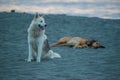 Two dogs lying on the black sand beach Royalty Free Stock Photo