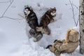 Two dogs lying in the deep snow with a young girl. Top view, Pets with the hostess walking in the winter forest