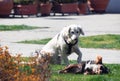 Two dogs, mans best friend, enjoying each others company