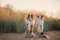 Two dogs marble border collie sitting on the sand Royalty Free Stock Photo