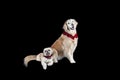 Two dogs in matching holiday Christmas collars isolated on black looking at camera