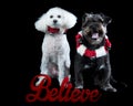 Two dogs in matching holiday Christmas collars isolated on black looking at camera