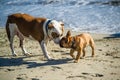 Two dogs meet on dog beach Royalty Free Stock Photo