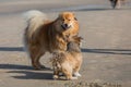 Two dogs meeting at the beach