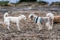 Two dogs meeting for the first time at Arroyo Burro Beach. Royalty Free Stock Photo