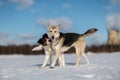 Two dogs meeting and getting acquainted on winter day