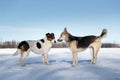 Two dogs meeting and getting acquainted on winter day