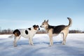 Two dogs meeting and getting acquainted on winter day Royalty Free Stock Photo