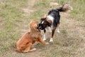 Two dogs meeting Royalty Free Stock Photo