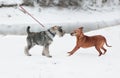 Two dogs met on a walk. Friendship, socialization.