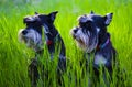 Two dogs miniature miniature schnauzer in the green lush grass.Dogs of the miniature schnauzer breed close-up Royalty Free Stock Photo