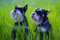 Two dogs miniature miniature  schnauzer in the green lush grass.Dogs of the miniature schnauzer breed close-up Royalty Free Stock Photo
