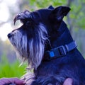 Two dogs miniature miniature schnauzer in the green lush grass.Dogs of the miniature schnauzer breed close-up Royalty Free Stock Photo