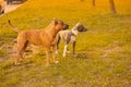Two dogs: mixed breed dog of gray and white color with drooping ears in a collar and red american pit bull terrier stand in the pa Royalty Free Stock Photo