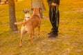 Two dogs mixed breed with drooping ears pitbulls  brown male and spotted gray stands on grass in the city park Royalty Free Stock Photo