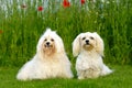 Two dogs in the natur Royalty Free Stock Photo