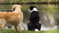 TWO DOGS NEXT TO A CANAL Royalty Free Stock Photo