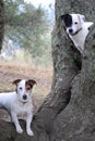 Two dogs exploring in nature