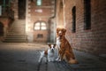 Two dogs in old town Royalty Free Stock Photo