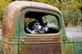 Two Dogs in an Old Truck Royalty Free Stock Photo