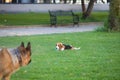 Two dogs, one big dog and one small dog lying on the grass in the park playing with a ball. Animals and pets concept. 4th October Royalty Free Stock Photo