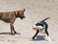 Two dogs playing ball on a beach Royalty Free Stock Photo