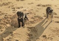 Two dogs one of them digging a hole on the beach Royalty Free Stock Photo
