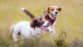 Two dogs out for a walk running and playing