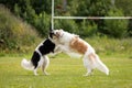 Two dogs outdoor on dog show at summer Royalty Free Stock Photo