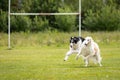 Two dogs outdoor on dog show at summer Royalty Free Stock Photo