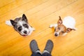 Two dogs and ower at home Royalty Free Stock Photo