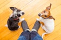 Two dogs and ower at home Royalty Free Stock Photo