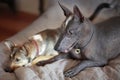 Two dogs on owner bed, rare breed of xoloitzcuintle, or mexican hairless one, and little stray dog.