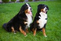 Two dogs, pair, male and female, Berner Sennenhund breed