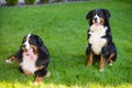 Two dogs, pair, male and female, Berner Sennenhund breed